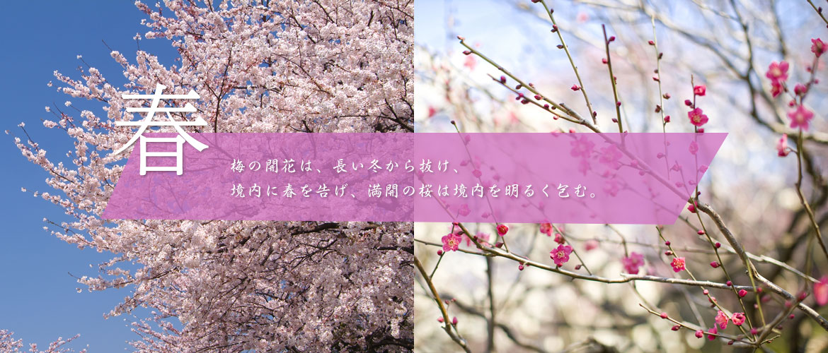 春～梅の開花は、長い冬から抜け、境内に春を告げ、満開の桜は境内を明るく包む。