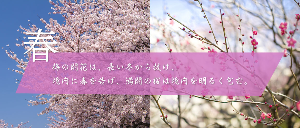 春～梅の開花は、長い冬から抜け、境内に春を告げ、満開の桜は境内を明るく包む。