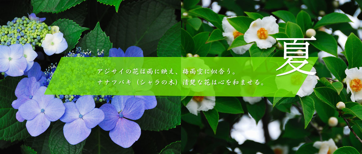 夏～アジサイの花は雨に映え、梅雨空に似合う。ナナツバキ（シャラの木）清楚な花は心を和ませる。