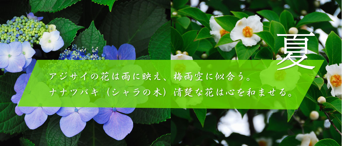 夏～アジサイの花は雨に映え、梅雨空に似合う。ナナツバキ（シャラの木）清楚な花は心を和ませる。