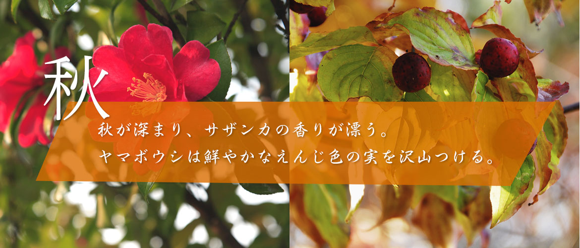 秋～秋が深まり、サザンカの香りが漂う。ヤマボウシは鮮やかなえんじ色の実を沢山つける。