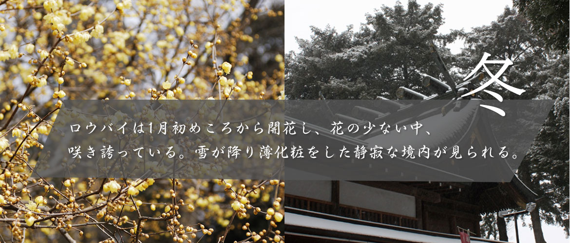 冬～ロウバイは1月初めころから開花し、花の少ない中、咲き誇っている。雪が降り薄化粧をした静寂な境内が見られる。