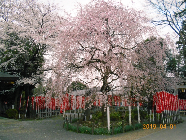 sakura2019_1